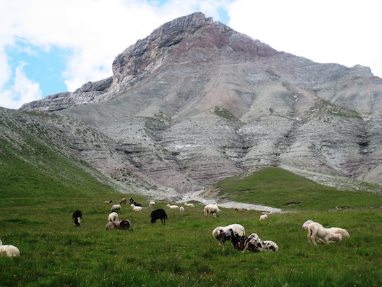 Sheep outside Rif. Puez, Val Gardena
