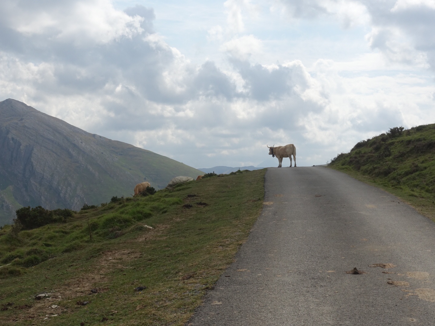 A mountain cow on the road