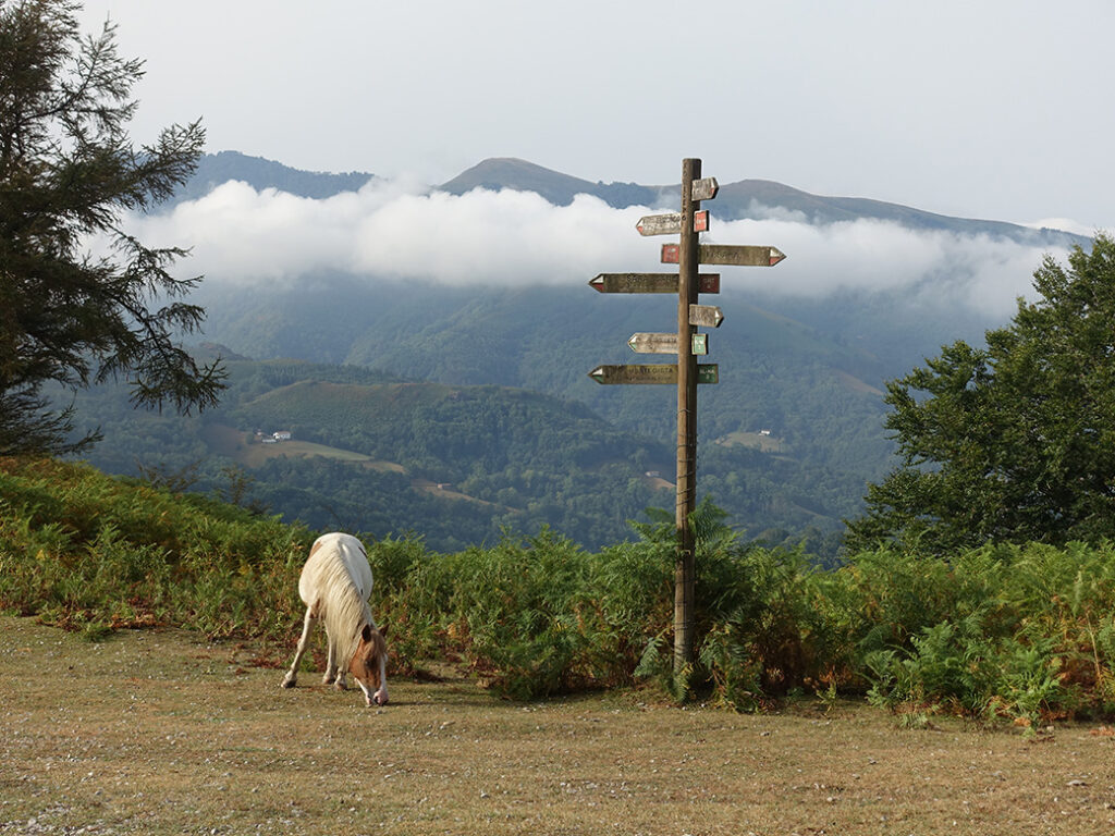 Pyrenees horse with a signpost