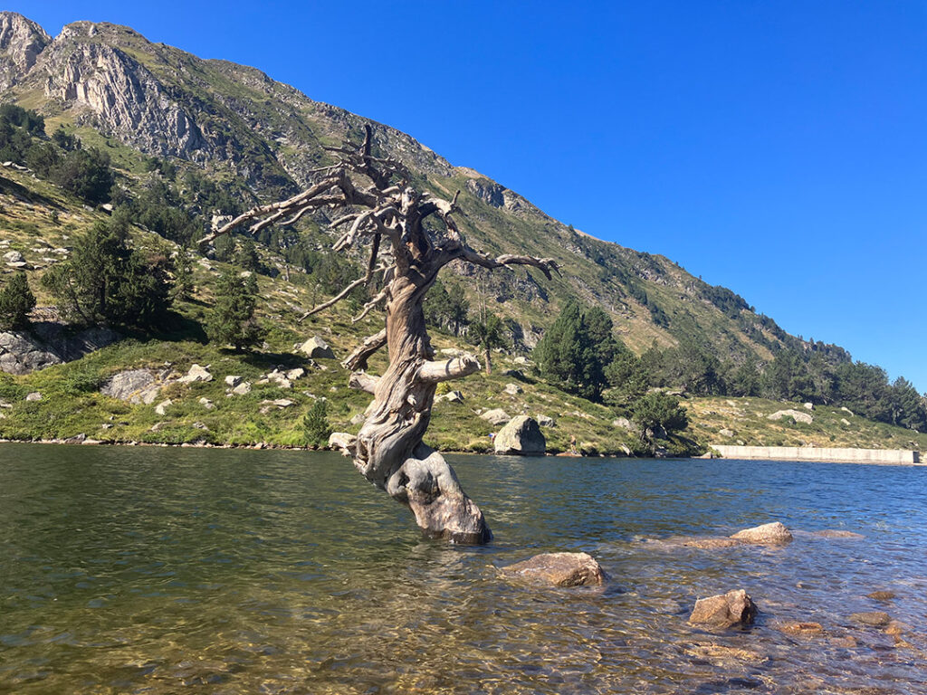 Dead pine three standing in the lake Estany de Baix de Baciver