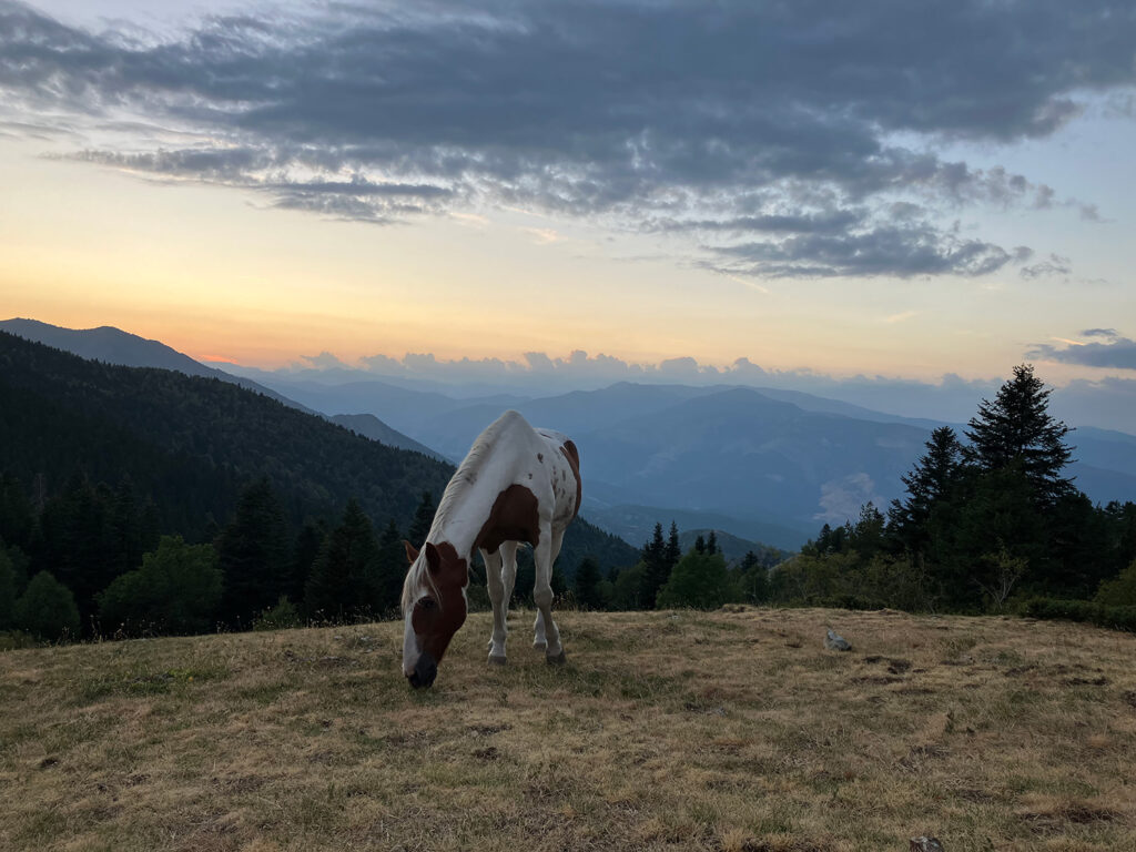 A horse infront of the sunset