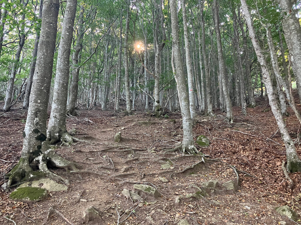 Path with visible tree roots