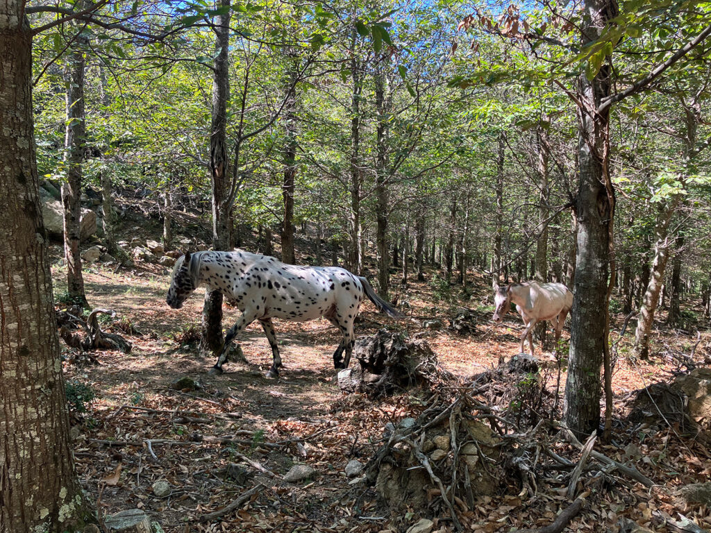 White horse with black dots passing by in the forrest