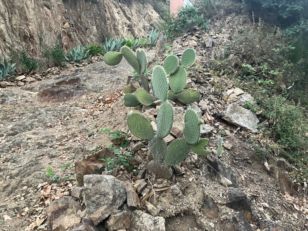Cactus on the side of the dirtroad