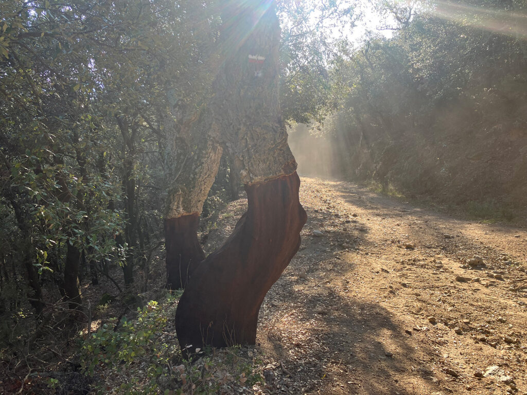 cork oak on the side of the dirtroad