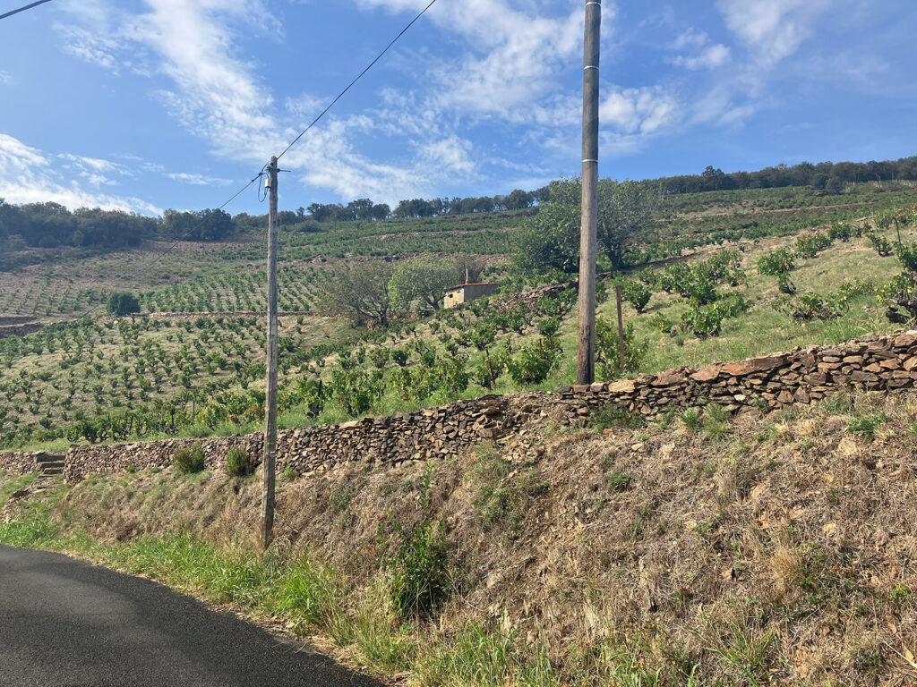 Vineyards close to Banyuls sur mer