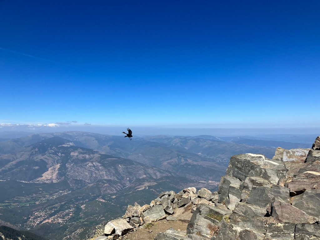 A black bird in the sky preparing to land on the top of the mountain